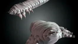 En Yakınınızdaki Bu Canlıyı Tanıyor Musunuz? Siz Uyurken O Yüzünüzde Ortaya Çıkıyor