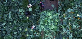 Bafra Ovası'nda beyaz lahana hasadı başladı