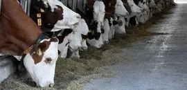 Bakanlık Açıkladı: Hayvan Varlığı Haziran Ayında Arttı
