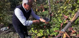 Giresun'da ahududu ve böğürtlen projesi üreticiye ek gelir kaynağı oldu