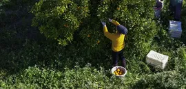 İzmir'in satsuma mandalinasında verim arttı 