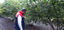 Samsun'da 91 bin 500 ton fındık rekoltesi bekleniyor