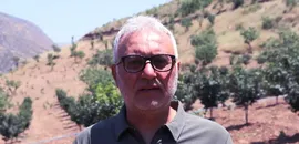 Siirt'te 4 yıl önce dikilen Trabzon hurması fidanları ilk meyvelerini verdi