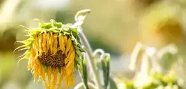 Sommer der Rekorde, die Bald Normal Sein Könnten