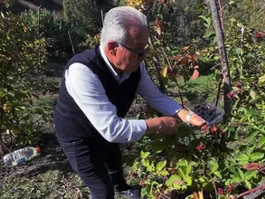 Giresun'da ahududu ve böğürtlen projesi üreticiye ek gelir kaynağı oldu