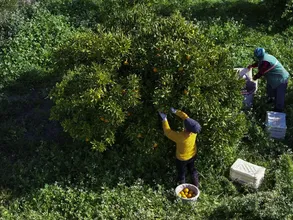 İzmir'in satsuma mandalinasında verim arttı 