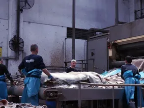 Kurban derilerinin doğru kesilmesi ve muhafazası ekonomiye milyonlarca dolarlık katkı sağlayacak