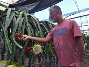 Mersin'de örtü altında yetiştirilen ejder meyvesinde hasat mesaisi başladı