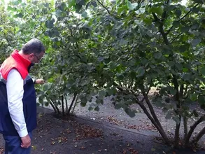 Samsun'da 91 bin 500 ton fındık rekoltesi bekleniyor