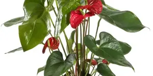 Houseplant Hacks: Are Windowsills Too Cold for Plants in Winter?