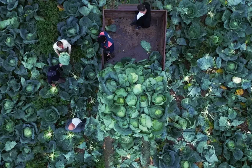 Bafra Ovası'nda beyaz lahana hasadı başladı