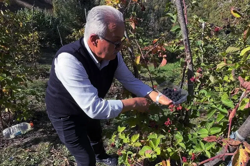 Giresun'da ahududu ve böğürtlen projesi üreticiye ek gelir kaynağı oldu Giresun'da ahududu ve böğürtlen projesi üreticiye ek gelir kaynağı oldu