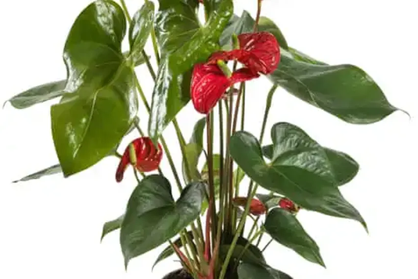 Houseplant Hacks: Are Windowsills Too Cold for Plants in Winter?