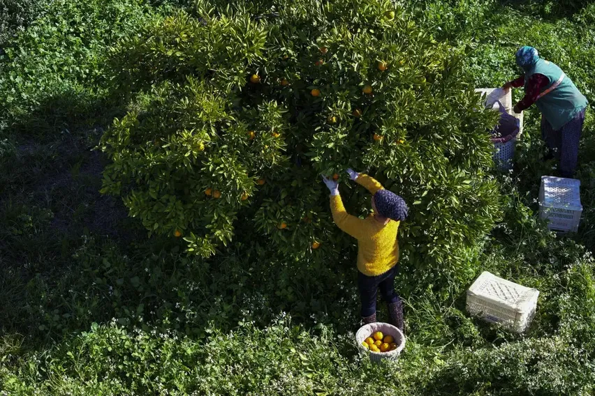 İzmir'in satsuma mandalinasında verim arttı 