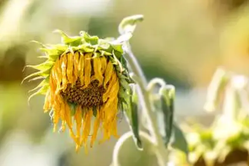 Sommer der Rekorde, die Bald Normal Sein Könnten