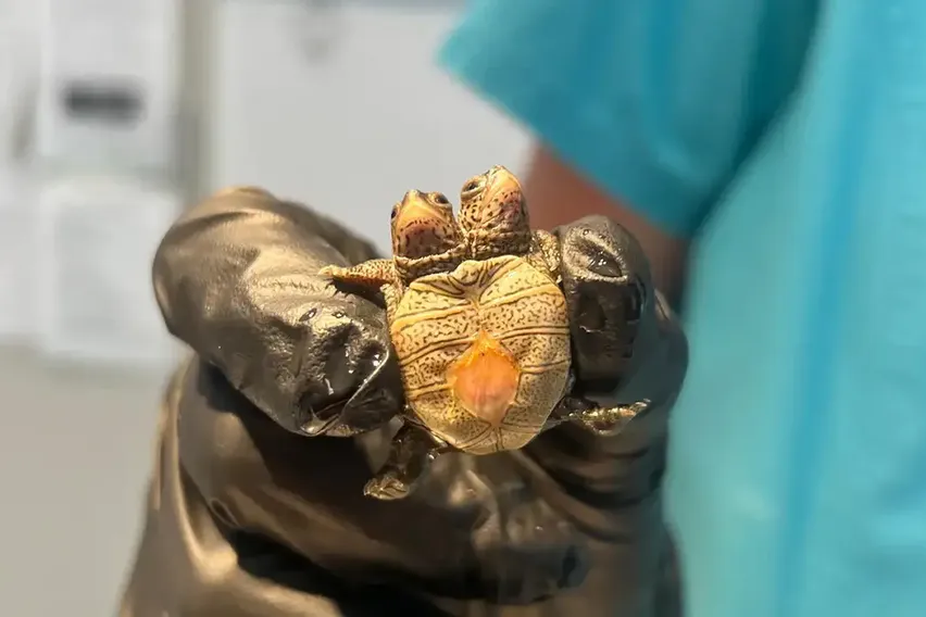 Yalnızca 5,2 Gram Ağırlığında: İki Başlı Kaplumbağa Korumaya Alındı